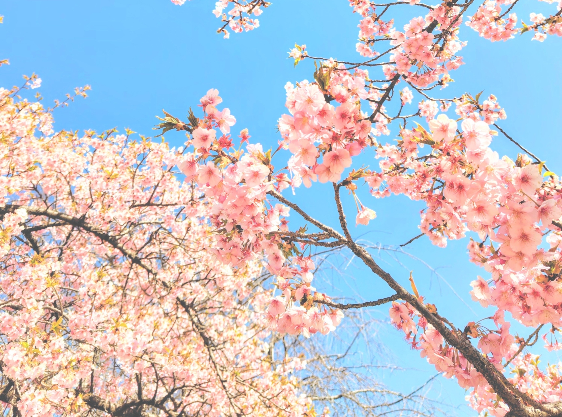 ホテルサンバレー那須