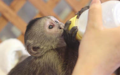 Nasu World Monkey Park