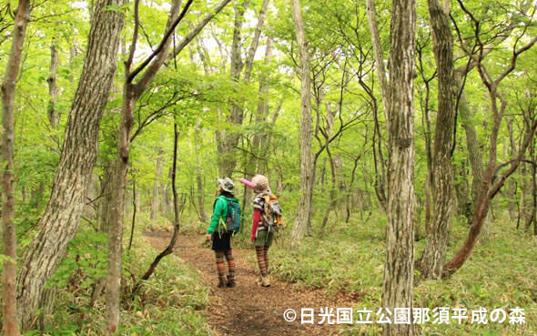 那須平成の森